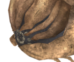 King Larva and Mosquitoes - Dark Souls