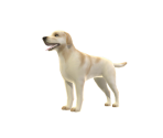 Labrador Retriever - Avatar Marketplace