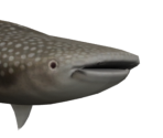 Whale Shark - Animal Crossing: New Horizons