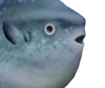 Ocean Sunfish - Animal Crossing: New Horizons