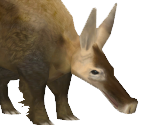 Aardvark - Zoo Tycoon 2