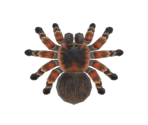 Tarantula - Animal Crossing: New Horizons