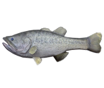 Bass - Fishing Resort