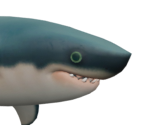 Great White Shark - Animal Crossing: New Horizons