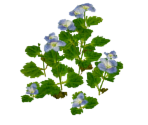 Figwort - Pikmin