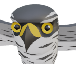Eurasian Sparrowhawk (Female) - Alba: A Wildlife Adventure