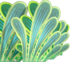 Rustling Bush - Miitopia