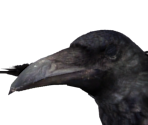 Giant Crow - Dark Souls