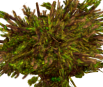 Demonic Foliage - Dark Souls