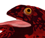 Frog-Ray - Dark Souls