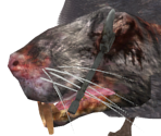 Large Rat - Dark Souls