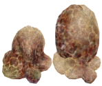 Egg Head - Dark Souls