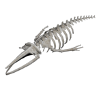 Whale Skeleton - BioShock