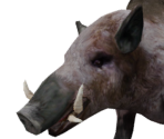 Boar - The Elder Scrolls IV: Oblivion