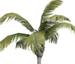 Palm Tree - Giana Sisters: Twisted Dreams