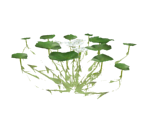Water Lily - LawBreakers