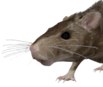 Rat - The Elder Scrolls IV: Oblivion