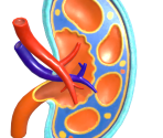 Kidney Anatomy Model - Splatoon 3