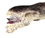Paokai - Dark Messiah of Might and Magic