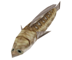 Hylian Loach - The Legend of Zelda: Ocarina of Time