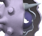 #0091 Cloyster - Pokémon Scarlet / Violet