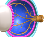 Eye Anatomy Model - Splatoon 3
