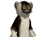 Lemur - Madagascar