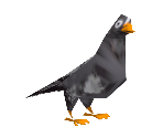 Pigeon (Low-Poly) - Madagascar