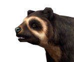 Spectacled Bear Female - Zoo Tycoon 2