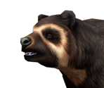 Spectacled Bear Male - Zoo Tycoon 2