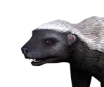 Ratel - Zoo Tycoon 2