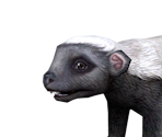 Ratel Baby - Zoo Tycoon 2
