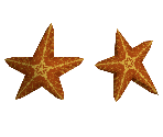 Starfish - Madagascar