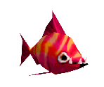 Red Fish - Madagascar