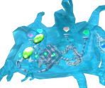 Chaos 6 - Sonic Adventure DX: Director's Cut