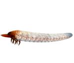 Egg Bearer Larva - Dark Souls