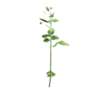 White Flower - Dark Souls