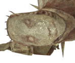 Smaugh's Corpse - Dark Souls