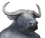 Buffalo - One Troll Army