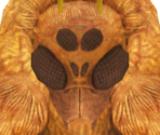 Poison Moth - Dark Souls II