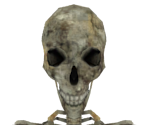Skeleton - Dark Souls II