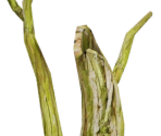 Swamp Dead Tree - Giana Sisters: Twisted Dreams