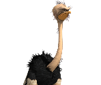 Ostrich - Madagascar
