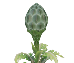 Brightbloom Seed - The Legend of Zelda: Tears of the Kingdom