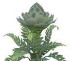 Giant Brightbloom Seed - The Legend of Zelda: Tears of the Kingdom