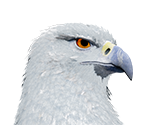 Hippogriff - Hogwarts Legacy