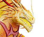 Helion (Phoenus) - Hungry Dragon