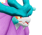 #1009 Walking Wake - Pokémon Scarlet / Violet