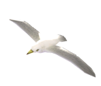 Seagull - Super Mario Galaxy