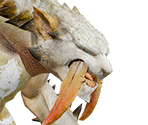Barioth - Monster Hunter Rise